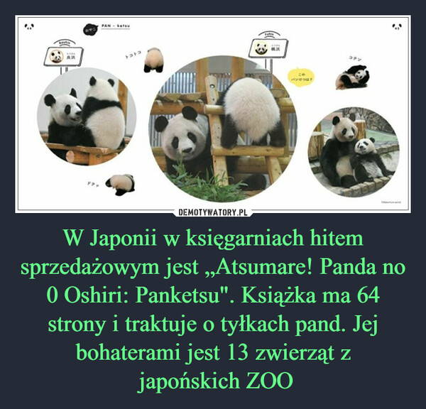 W Japonii w księgarniach hitem sprzedażowym jest „Atsumare! Panda no 0 Oshiri: Panketsu". Książka ma 64 strony i traktuje o tyłkach pand. Jej bohaterami jest 13 zwierząt z japońskich ZOO –  