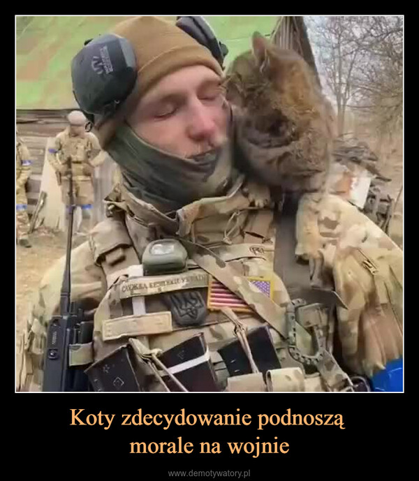 Koty zdecydowanie podnoszą morale na wojnie –  