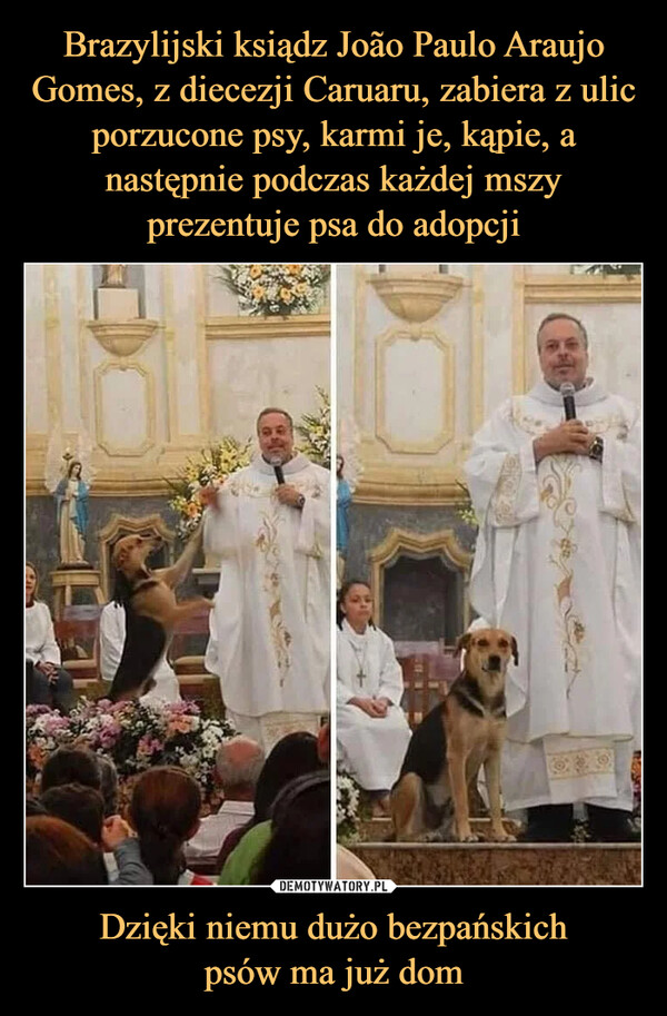 Brazylijski ksiądz João Paulo Araujo Gomes, z diecezji Caruaru, zabiera z ulic porzucone psy, karmi je, kąpie, a następnie podczas każdej mszy prezentuje psa do adopcji Dzięki niemu dużo bezpańskich
psów ma już dom