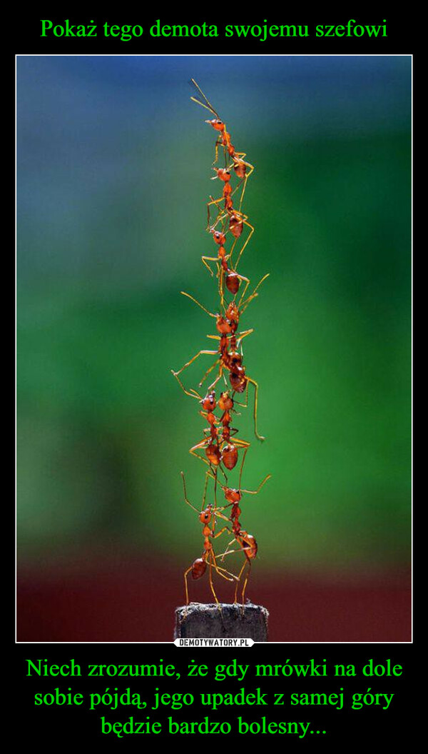 Pokaż tego demota swojemu szefowi Niech zrozumie, że gdy mrówki na dole sobie pójdą, jego upadek z samej góry będzie bardzo bolesny...
