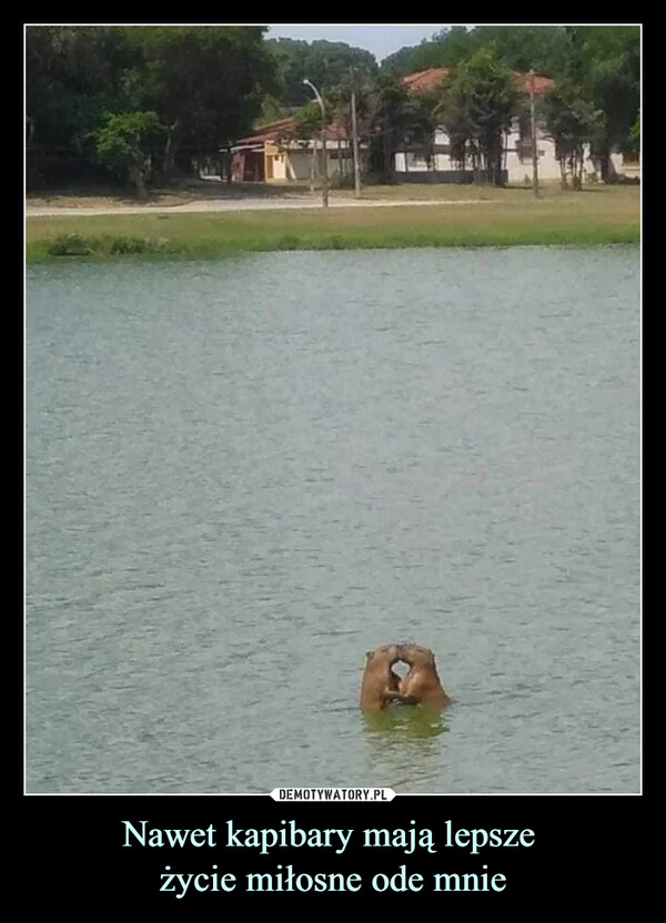 Nawet kapibary mają lepsze 
życie miłosne ode mnie