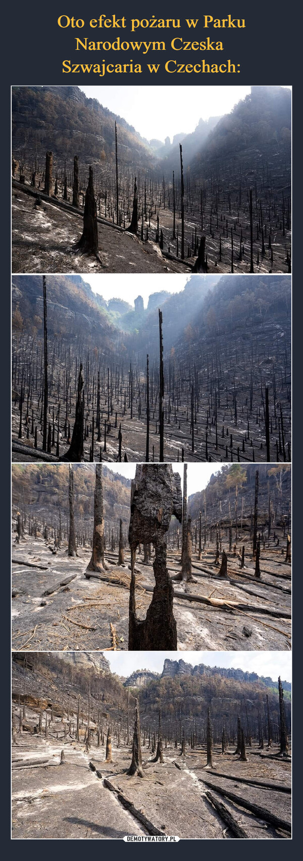 Oto efekt pożaru w Parku Narodowym Czeska 
Szwajcaria w Czechach: