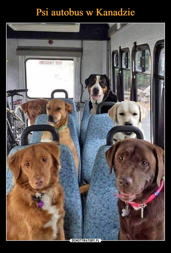 Psi autobus w Kanadzie