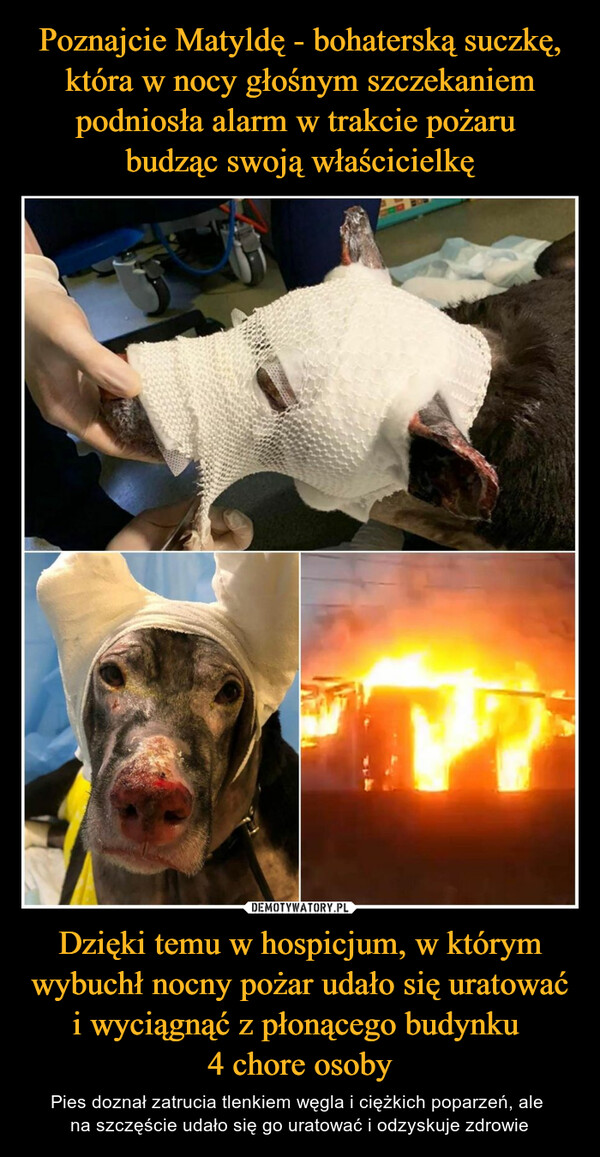 Dzięki temu w hospicjum, w którym wybuchł nocny pożar udało się uratować i wyciągnąć z płonącego budynku 4 chore osoby – Pies doznał zatrucia tlenkiem węgla i ciężkich poparzeń, ale na szczęście udało się go uratować i odzyskuje zdrowie 4244