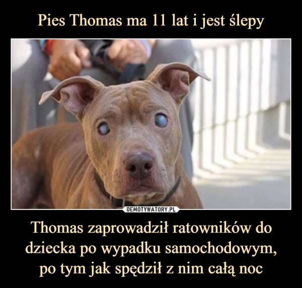 Pies Thomas ma 11 lat i jest ślepy Thomas zaprowadził ratowników do dziecka po wypadku samochodowym,
po tym jak spędził z nim całą noc