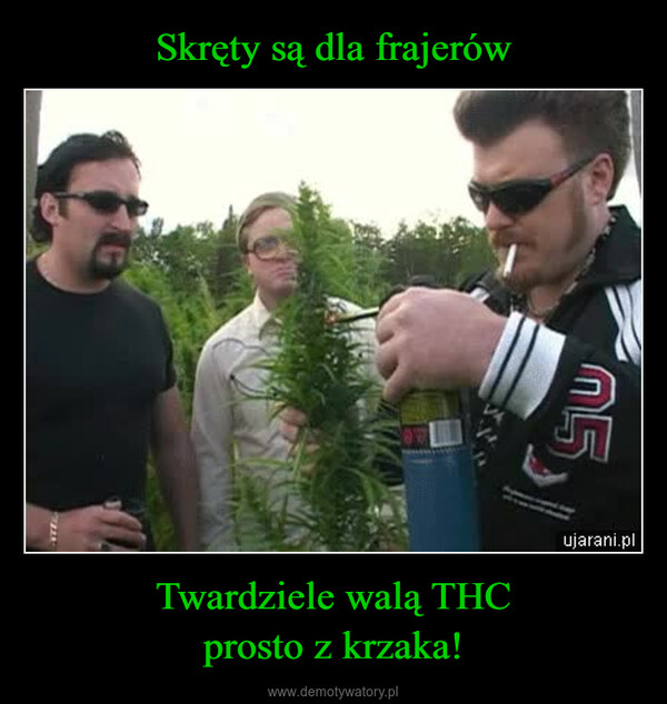 Twardziele walą THCprosto z krzaka! –  14.ujarani.pl
