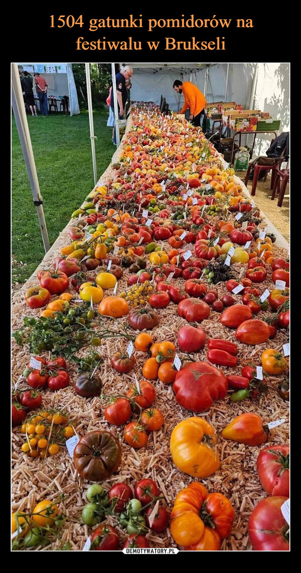 1504 gatunki pomidorów na festiwalu w Brukseli