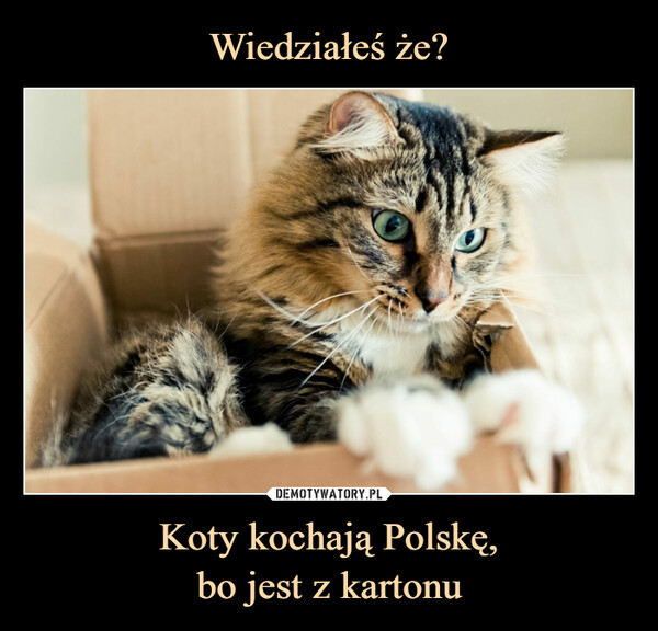 Koty kochają Polskę,bo jest z kartonu –  