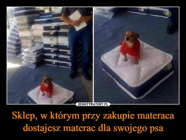 Sklep, w którym przy zakupie materaca dostajesz materac dla swojego psa –  There's a mattress store that givesyou a mattress for your dog when youbuy a normal one.