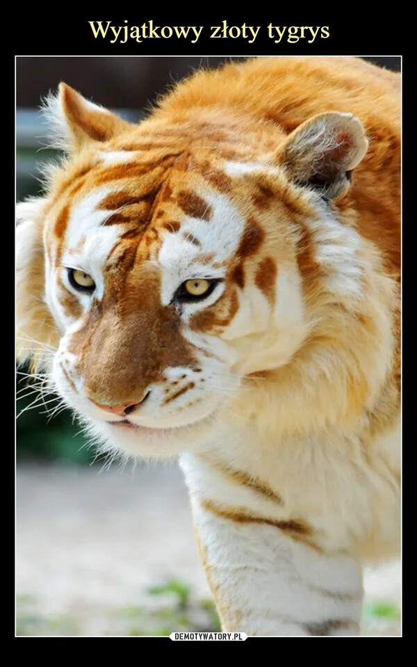 Wyjątkowy złoty tygrys
