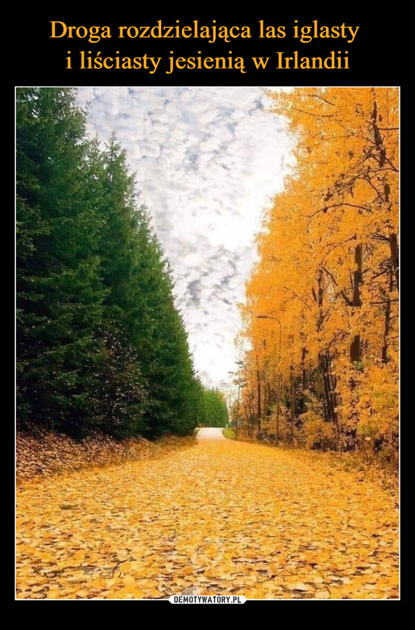 Droga rozdzielająca las iglasty 
i liściasty jesienią w Irlandii