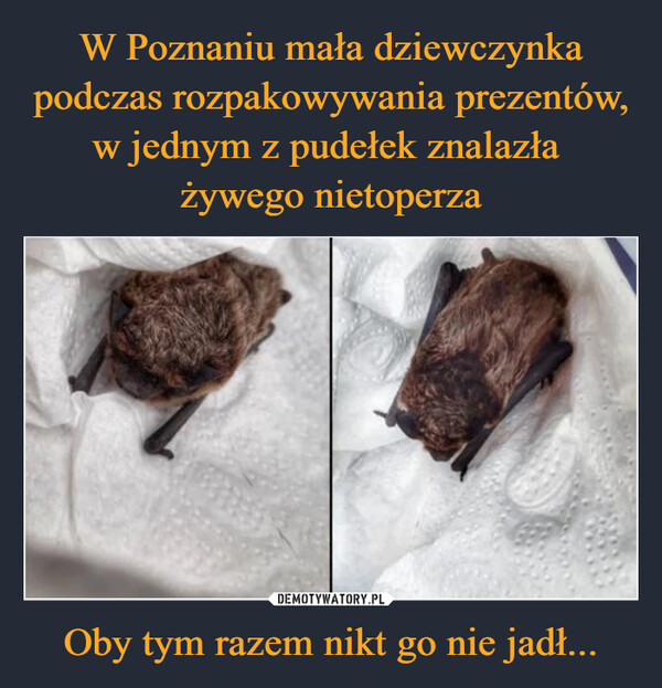 W Poznaniu mała dziewczynka podczas rozpakowywania prezentów, w jednym z pudełek znalazła 
żywego nietoperza Oby tym razem nikt go nie jadł...