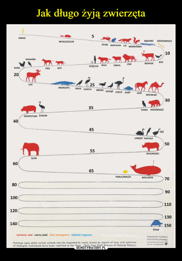Jak długo żyją zwierzęta