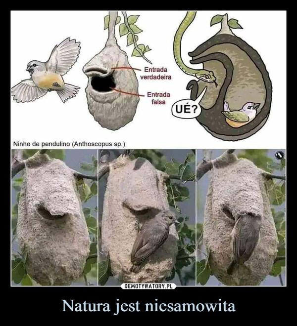 Natura jest niesamowita –  kuwNinho de pendulino (Anthoscopus sp.)EntradaverdadeiraEntradafalsaUÉ?