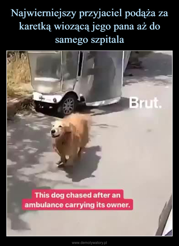  –  Brut.This dog chased after anambulance carrying its owner.