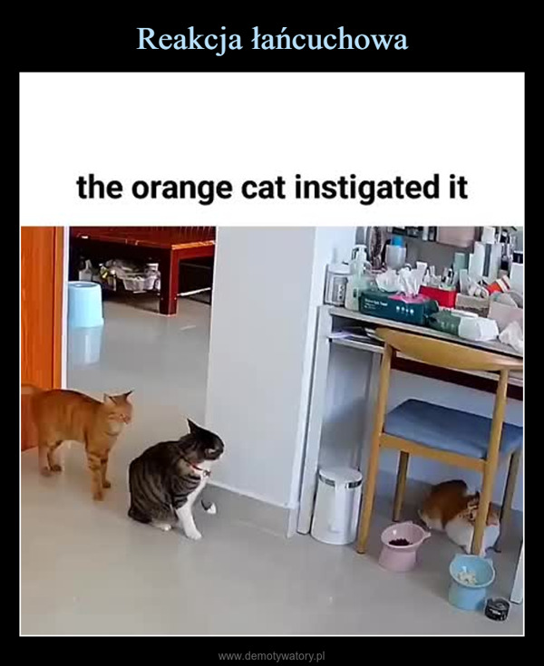  –  the orange cat instigated itBOUVEW