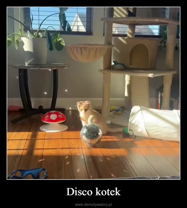 Disco kotek –  